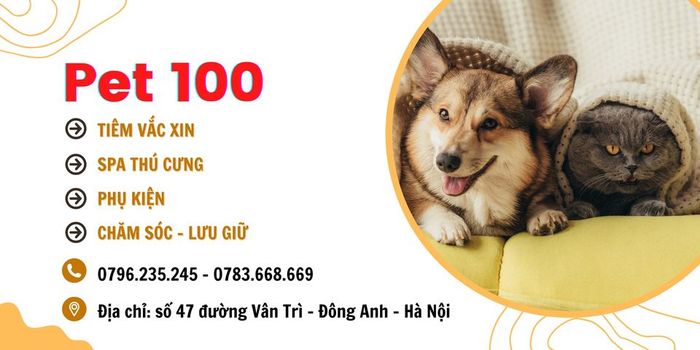 Hình ảnh Phòng Khám Thú Y PET 100 - 1