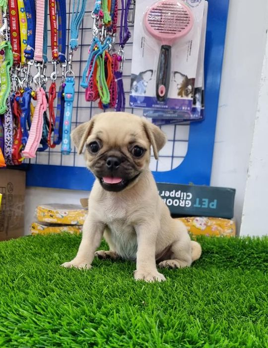 Hình ảnh Sieupet.com - Không gian chăm sóc Pug tiêu chuẩn