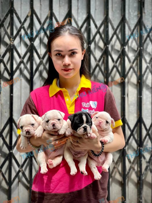 Thú Kiểng - Hình ảnh thứ hai về những chú Bull Pháp thuần chủng