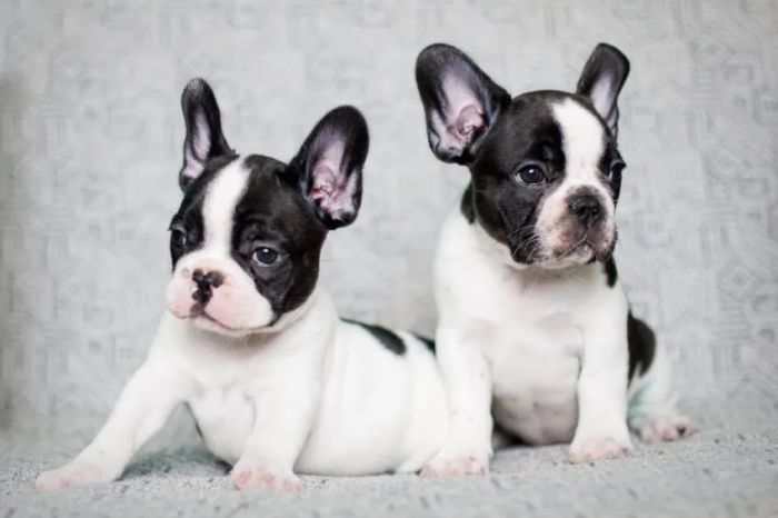 AZPET SHOP - Hình ảnh đầu tiên về không gian đẳng cấp