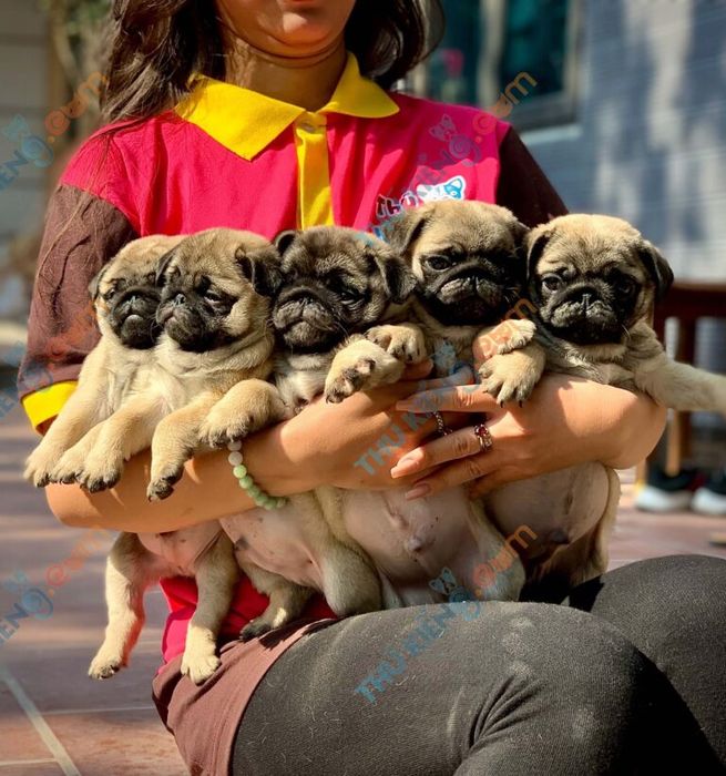Hình ảnh ThúKiểng.com - Không gian chăm sóc Pug chuyên nghiệp