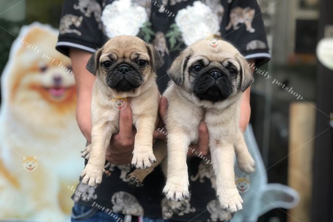 Hình ảnh Dogily Petshop - Nơi gửi trọn niềm tin yêu thú cưng