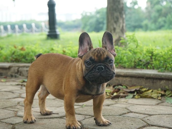 Hanoi FrenchBulldog Kennel - Ảnh chân dung thứ 2