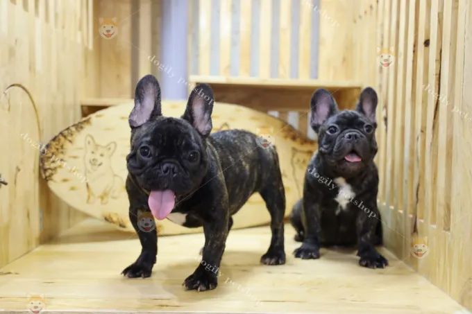 Dogily Petshop - Hình ảnh thứ hai về không gian chăm sóc thú cưng đẳng cấp