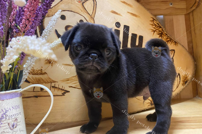 Hình ảnh Dogily Petshop - Nơi gửi gắm niềm tin thú cưng