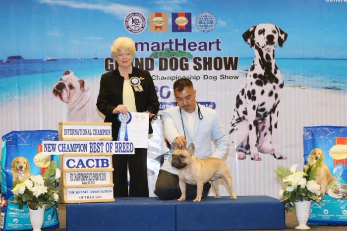 Hình ảnh những chú Bulldog đáng yêu tại Hanoi FrenchBulldog Kennel
