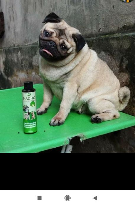 Hình ảnh Quang Anh Pug Vka - Nơi gửi trọn niềm tin yêu thú cưng