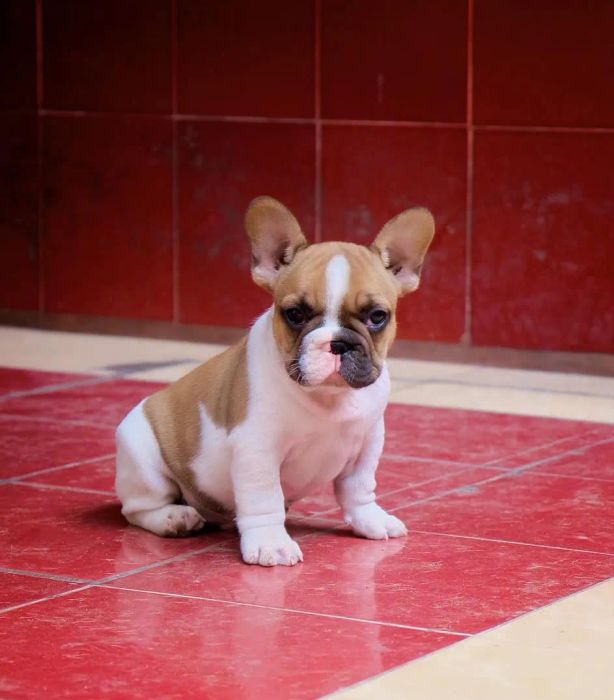 Bull Pháp Việt Nam - French Bulldog - Ảnh chân dung đầu tiên