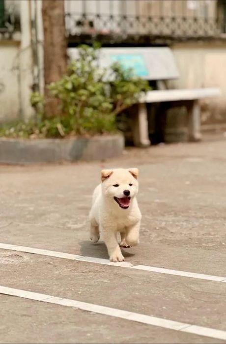 D.U Pets ảnh 2
