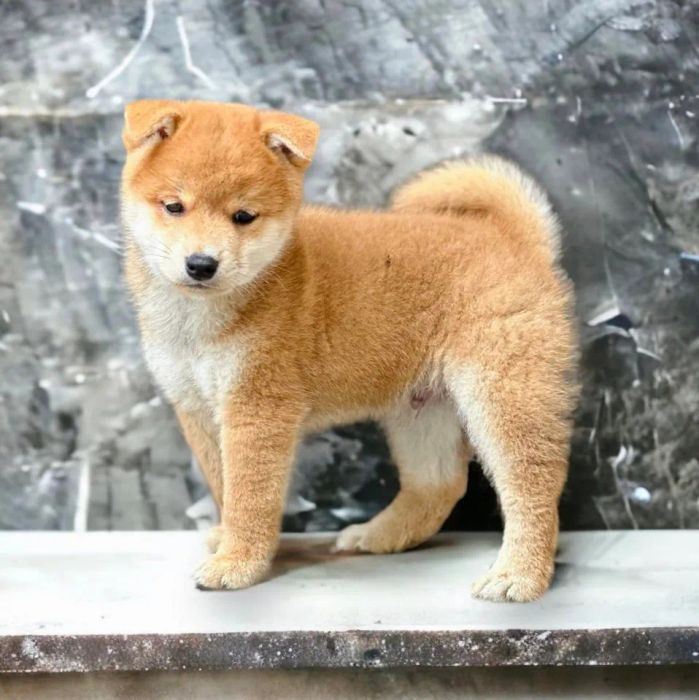Hình ảnh tại The Shiba House 2