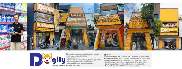Dogily Petshop - Hình ảnh đầu tiên về những chú Bull Pháp chất lượng