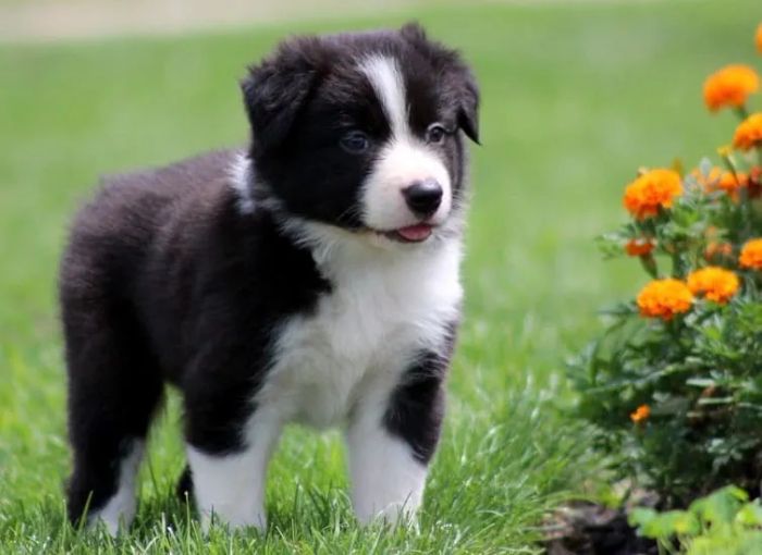 HaNguyenManh Border Collie ảnh 1