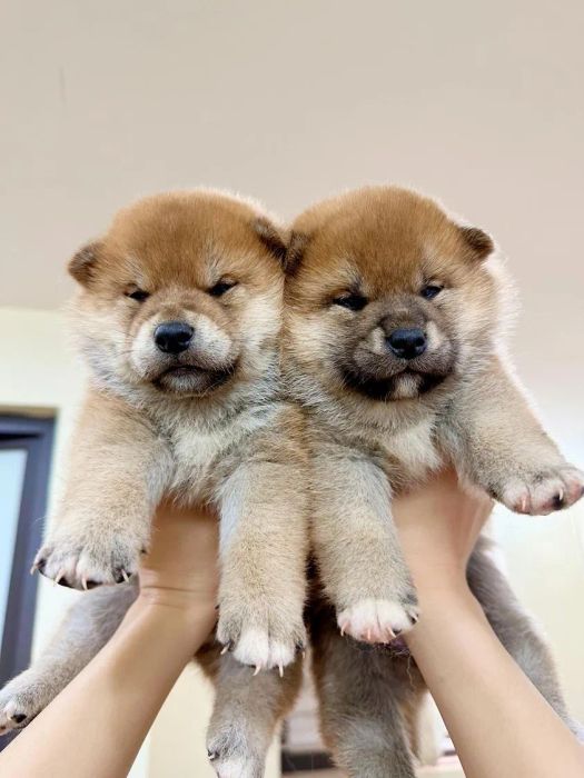 D.U Pets ảnh 1