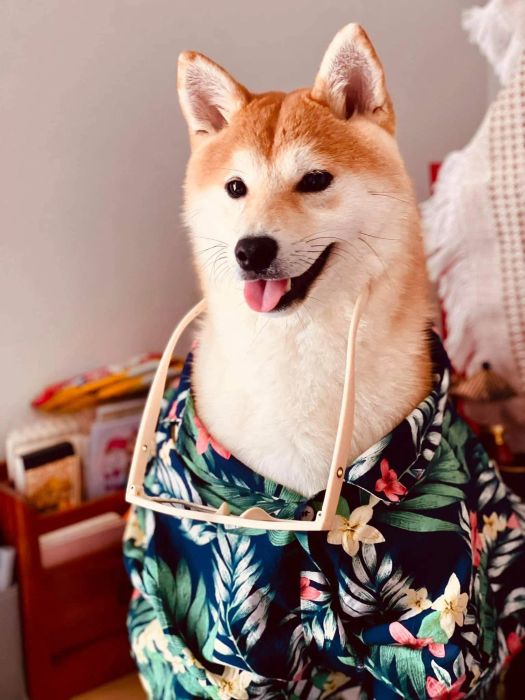 Xíu Xíu Kennel ảnh 1