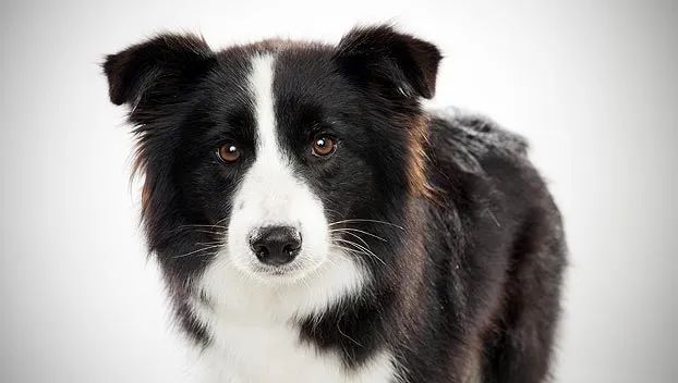 Anh Dũng Âu Cơ Kennel ảnh 2
