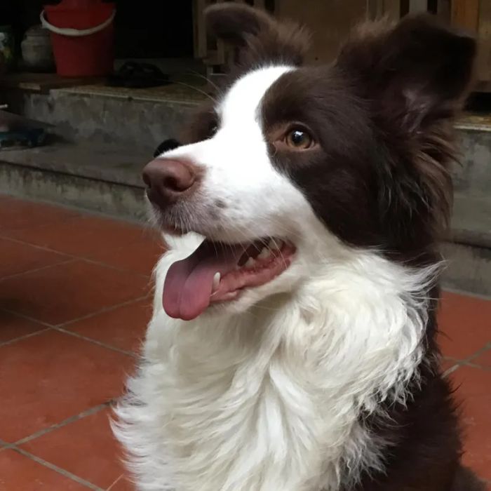 Tuấn Anh Border Collie ảnh 2