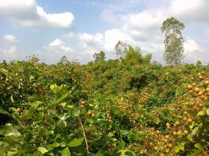 Góc ảnh chân thực về không gian ấm cúng tại Quán Quyền Sài Gòn