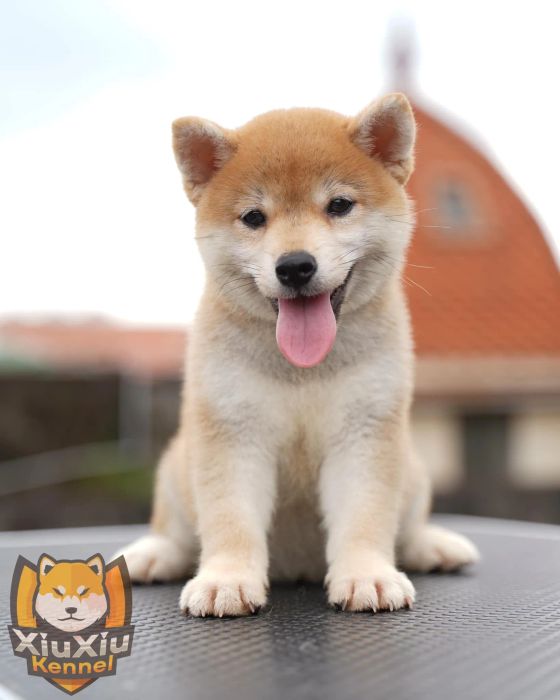 Xíu Xíu Kennel ảnh 2