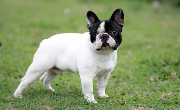 Bull Pháp Việt Nam - French Bulldog - Ảnh chân dung thứ hai