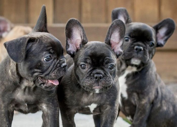 AZPET SHOP - Hình ảnh thứ hai về các bé thú cưng chất lượng