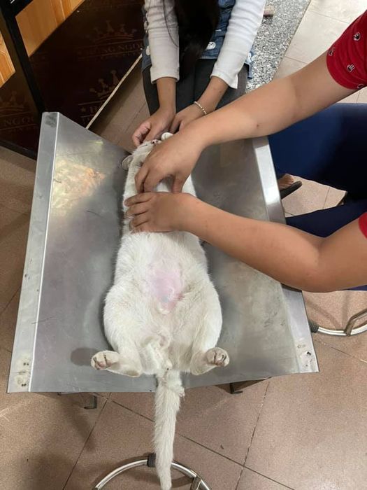Hình ảnh Phòng Khám Thú Y T_Vet