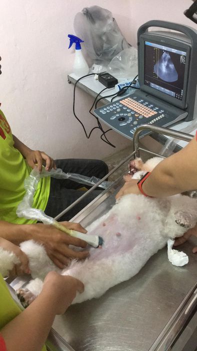 Đội ngũ bác sĩ tận tâm tại HUE VET