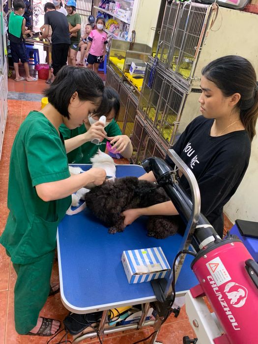 Hình ảnh khu vực khám chữa bệnh chuyên nghiệp tại Thú y BS Nên