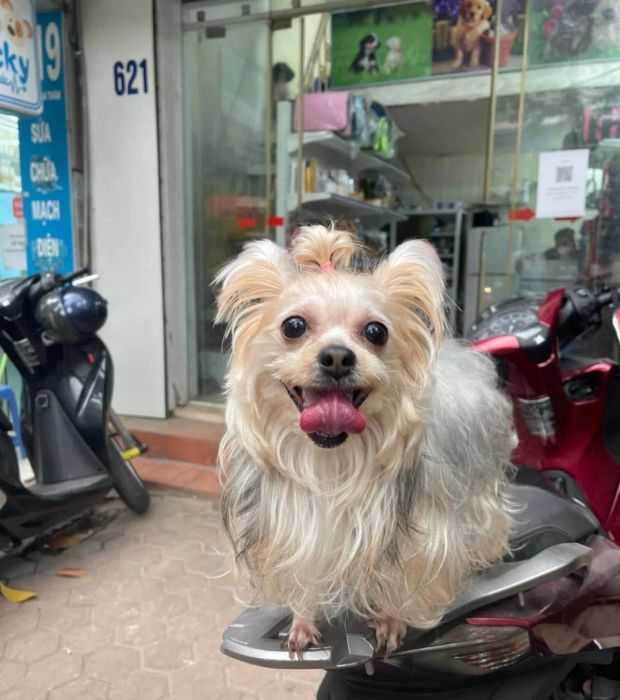 Hình ảnh Phòng Khám Thú Y Lucky Pet