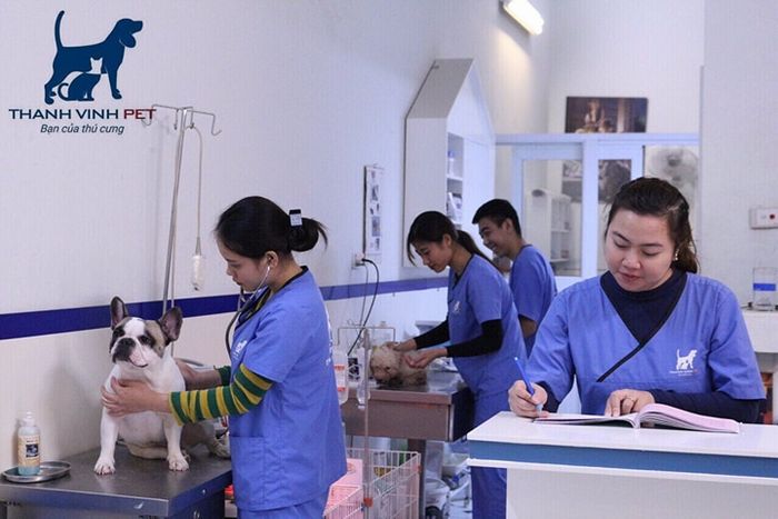 Hình ảnh Phòng khám thú y Thành Vinh Pet - Cơ sở vật chất tiêu chuẩn cùng đội ngũ bác sĩ tận tâm