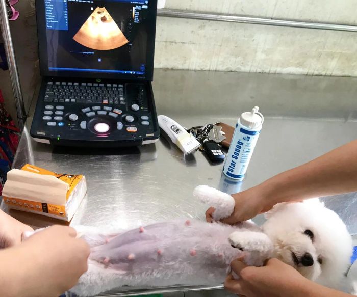 Hình ảnh không gian Phòng Khám Thú Y Lucky Pet