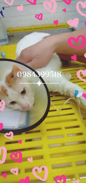 Hình ảnh thực tế tại Phòng Khám Thú Y Queen Vet