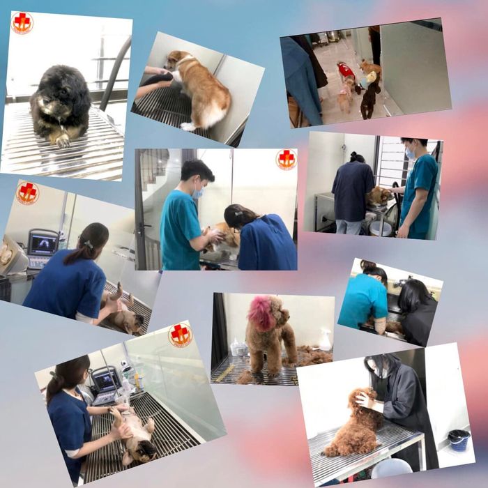 Hình ảnh phòng khám thú y ProVet - không gian hiện đại, tiện nghi