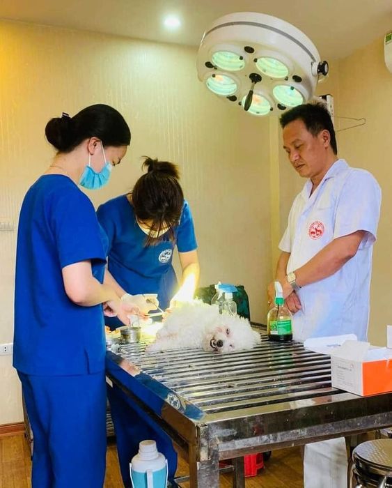 Hình ảnh Phòng khám thú y Metropolis - Nơi chăm sóc sức khỏe toàn diện cho thú cưng