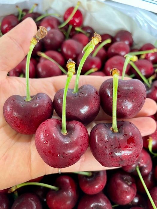 24H Fruits - Bộ sưu tập trái cây đa dạng