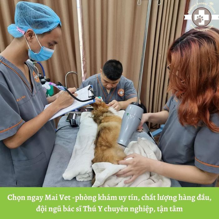 Không gian xanh mát tại Phòng Khám Thú Y M.A.I