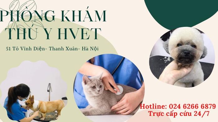 Không gian hiện đại tại Phòng Khám Thú Y H-Vet