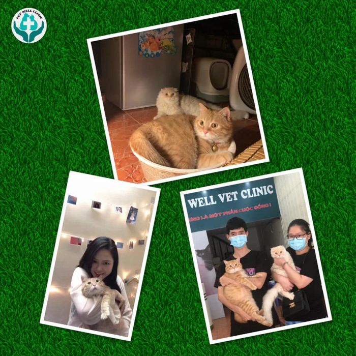 Hình ảnh thứ hai về Phòng Khám Thú Y PetWell - PetWell Vet Clinic, nơi thú cưng được đón nhận sự chăm sóc toàn diện và yêu thương.