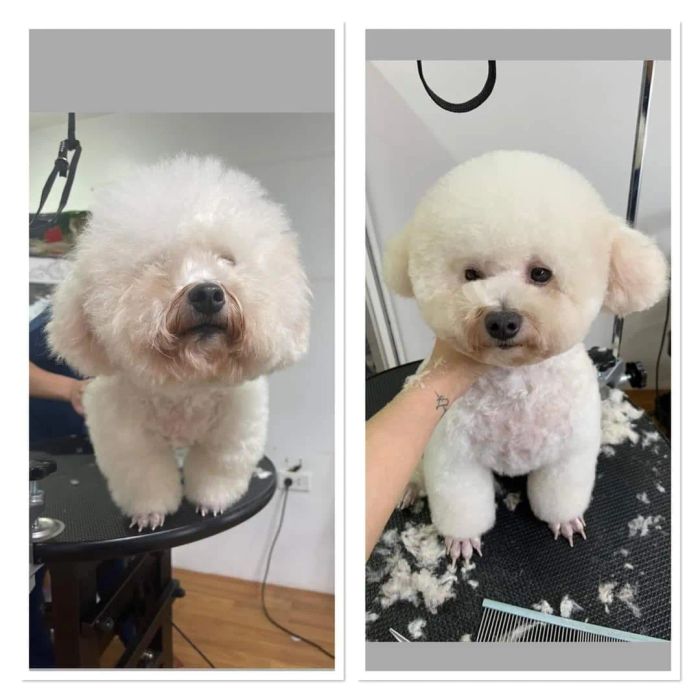 Khám phá thế giới dịch vụ cao cấp dành cho thú cưng qua loạt hình ảnh độc quyền tại Petty Care Spa & Pet Shop.