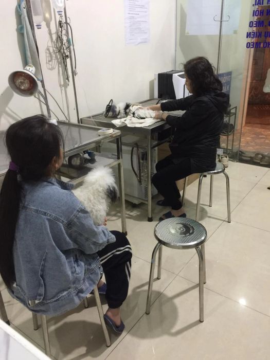 Khám phá không gian hiện đại và dịch vụ chuyên nghiệp tại Phòng khám thú y Petaholic qua loạt ảnh đặc sắc.