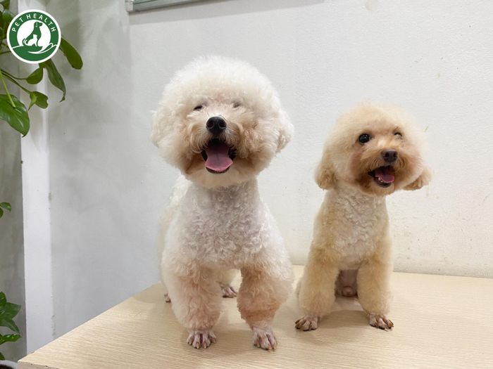 Hình ảnh Bệnh Viện Thú Y Pethealth - Không gian phòng khám tiêu chuẩn cùng đội ngũ bác sĩ giàu kinh nghiệm