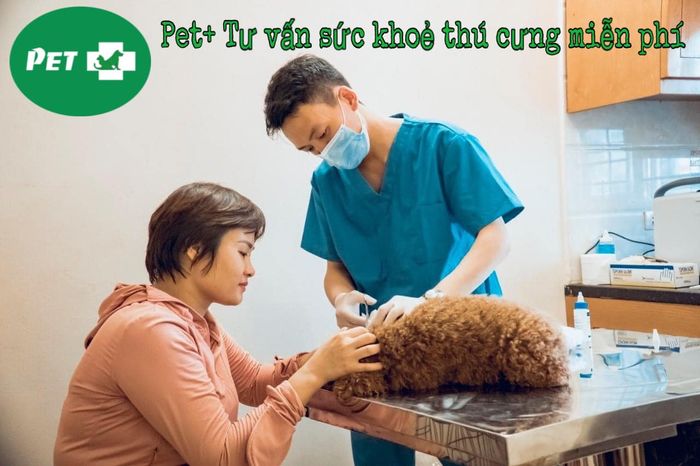 Hình ảnh Phòng khám thú y Pet + - Không gian chăm sóc thú cưng hiện đại