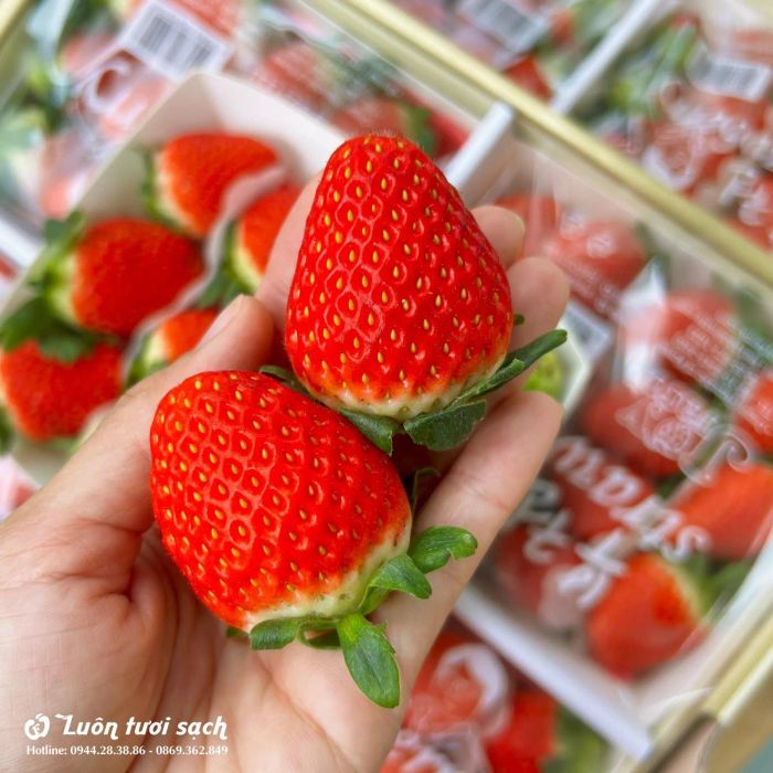 Hệ thống kho lạnh bảo quản trái cây đạt chuẩn tại Luôn Tươi Sạch