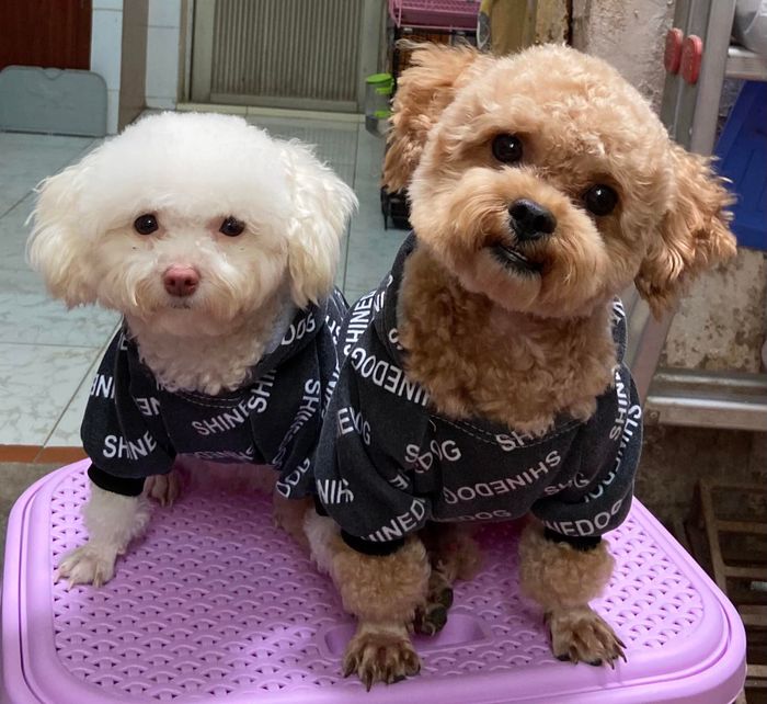 Hình ảnh đội ngũ bác sĩ tận tâm tại H-Vet