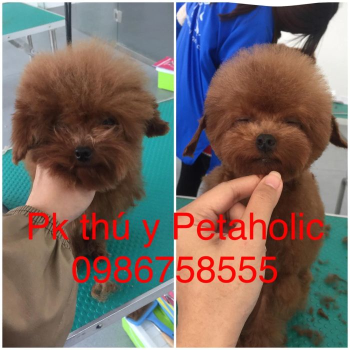 Hình ảnh đầu tiên về Phòng khám thú y Petaholic - nơi chăm sóc sức khỏe với tình yêu thương vô bờ dành cho thú cưng.