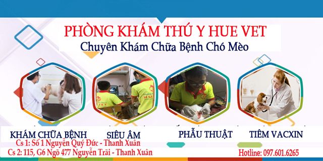 Không gian hiện đại tại HUE VET
