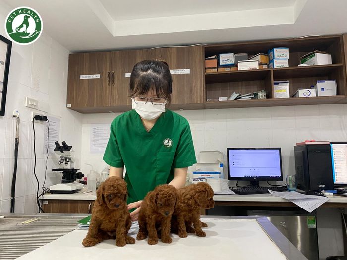Hình ảnh cơ sở vật chất hiện đại tại Bệnh viện Thú Y PetHealth Long Biên