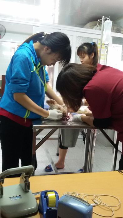 Hình ảnh dịch vụ chăm sóc thú cưng tại Happy Pet Clinic