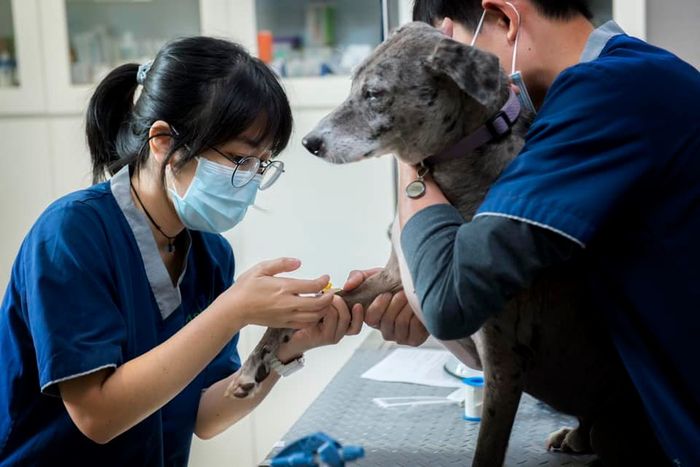 Hình ảnh phòng khám hiện đại tại Bệnh Viện Thú Y Asvelis
