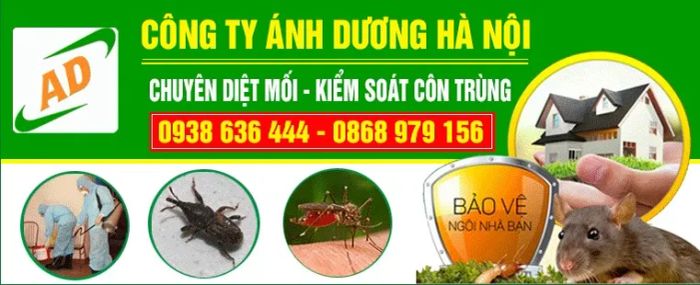 Hình ảnh thực tế công trình xử lý côn trùng của Ánh Dương Hà Nội
