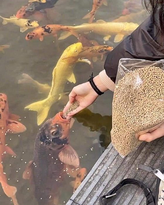 Hình ảnh đẹp mắt từ Trại cá Koi Đà Nẵng